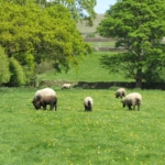 Silsden's green fields under threat