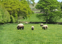 Silsden's green fields under threat