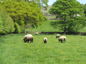 Silsden's green fields under threat