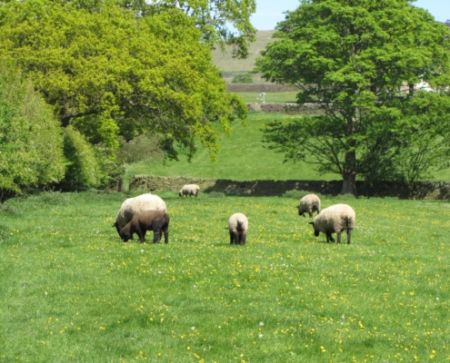 Silsden's green fields under threat